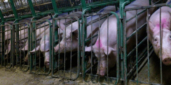 Pigs in the totally unrelated pork industry