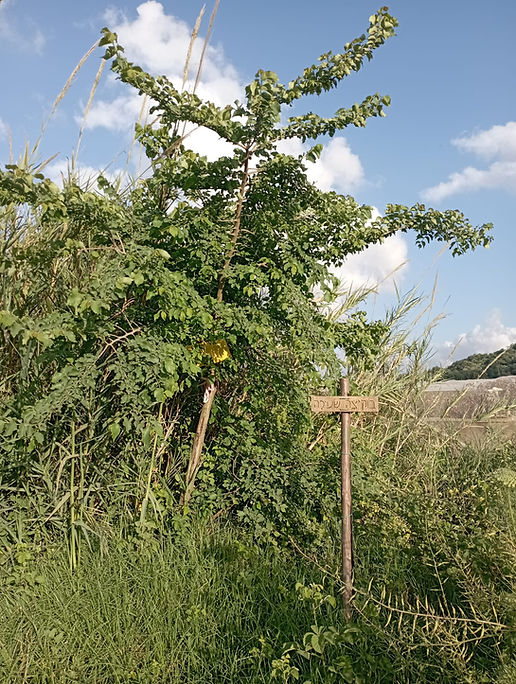 WhatsApp Image 2026-01-02 at 18.44.26.jpeg