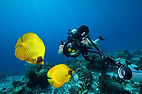 Underwater Photography