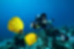 Photographie sous-marine