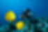 Underwater Photography