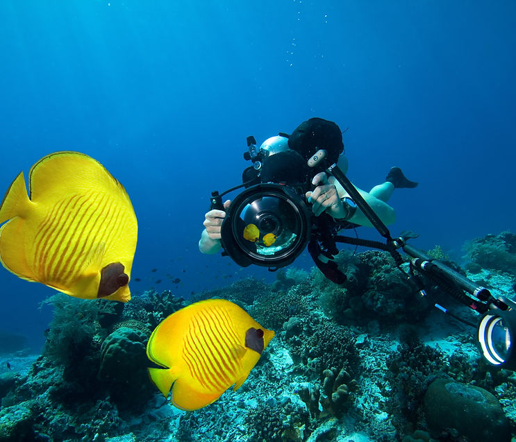 DAUIN DIVING