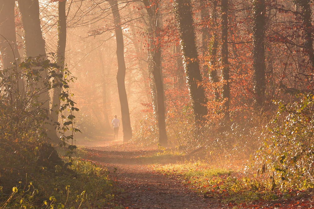 Tree Wood