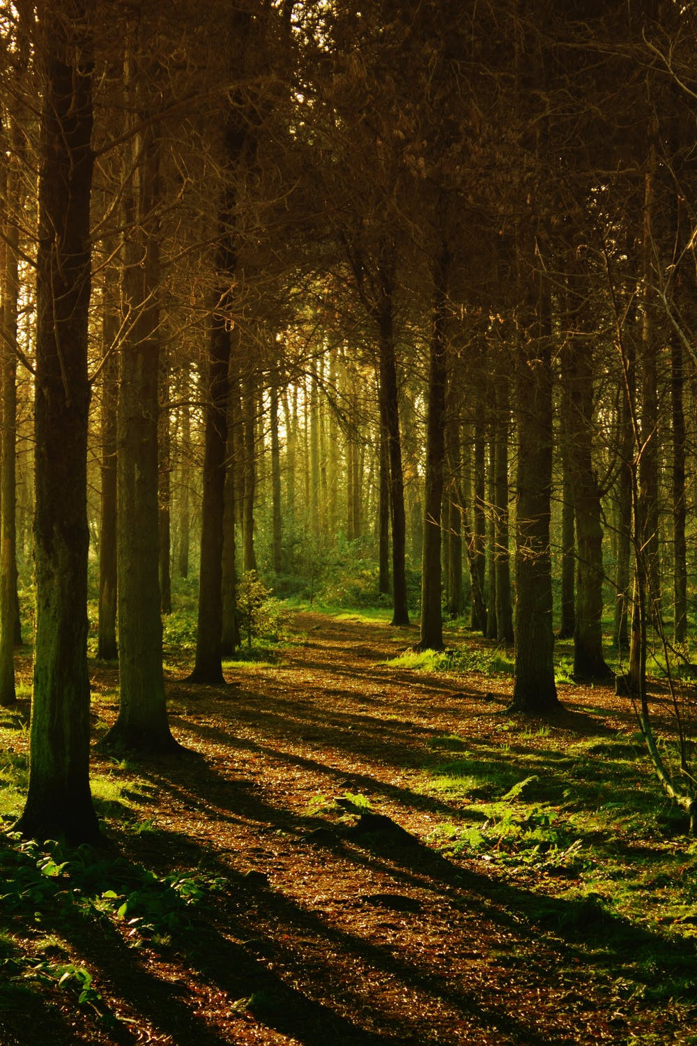 Wald Baumstämme Moos