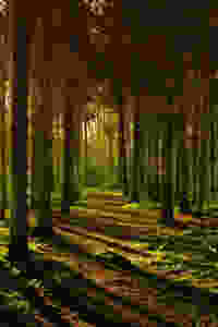 Wald Baumstämme Moos