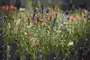 Herbs