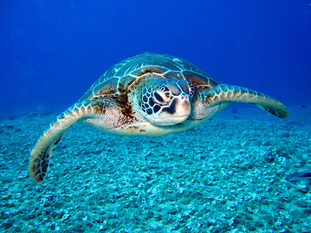 turtle sea