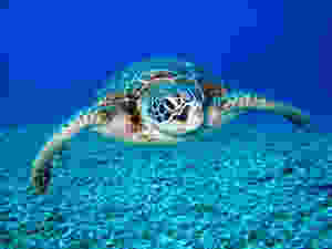 turtle sea