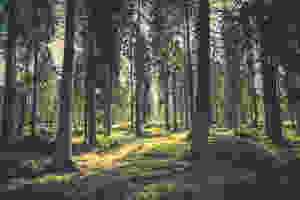 Wood nature