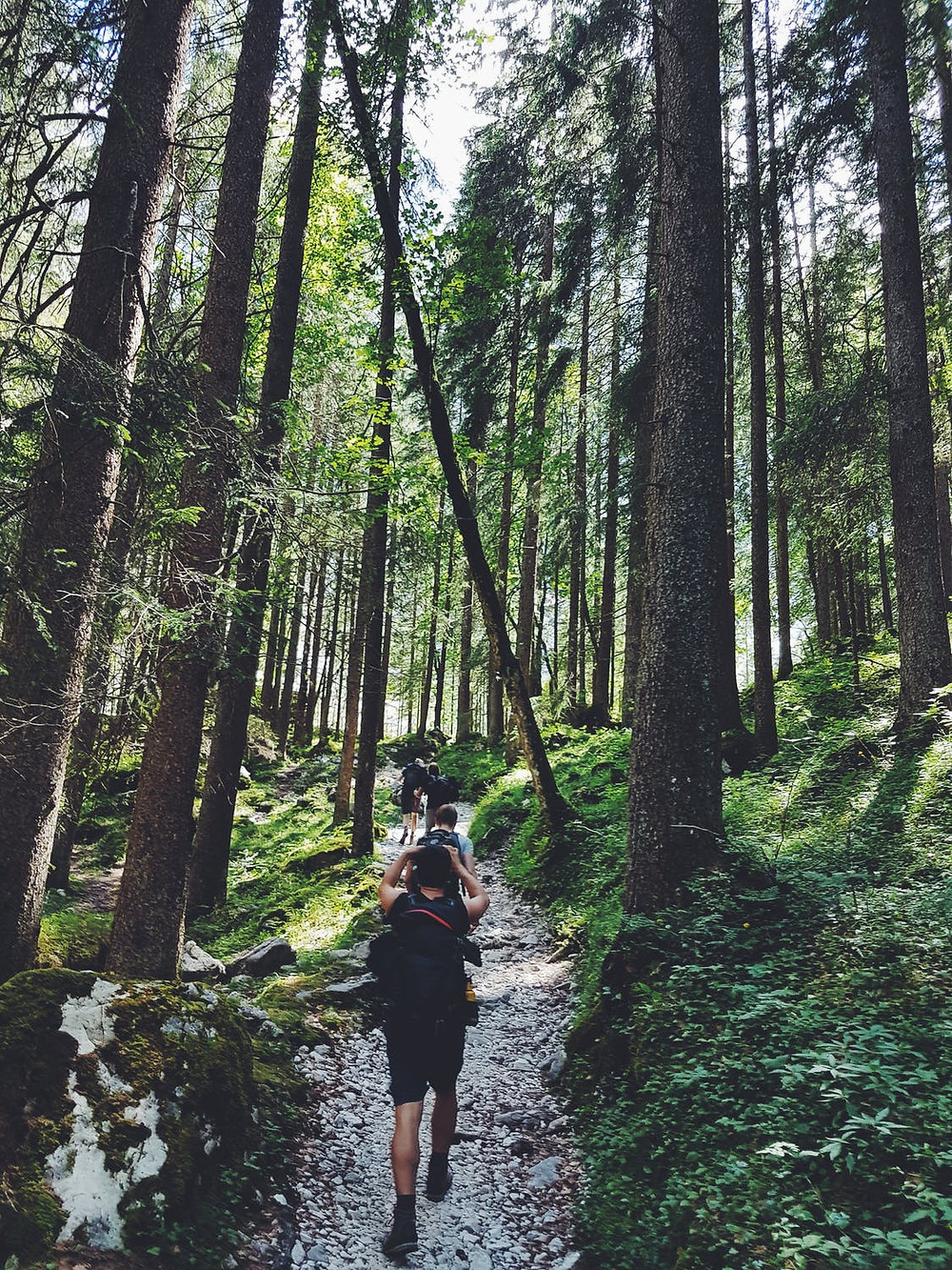 wood trail