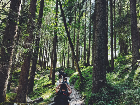 Natursport: von Nadelbäumen und Killerzellen