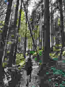 wood trail