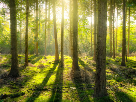 Zurück zur Natur – Von Naturdistanz, Spielräumen und Waldbaden