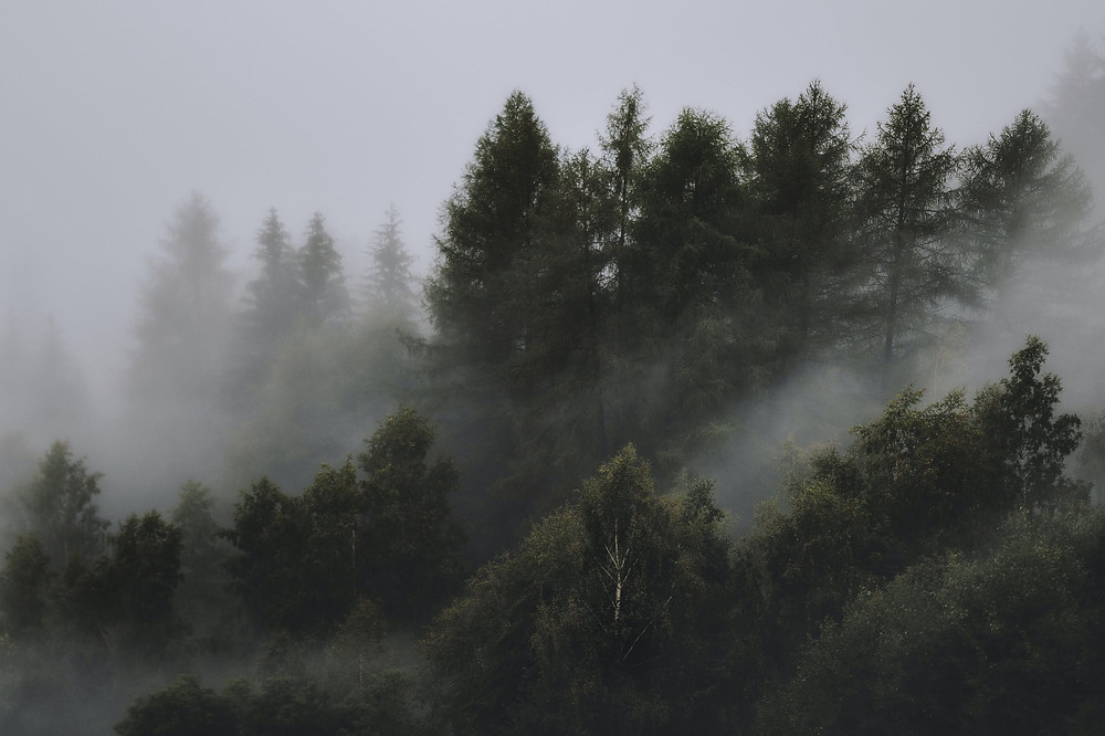 woods nature