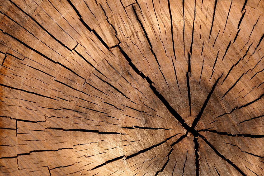 Tree Wood