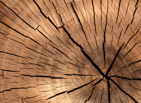Roll mit Holz - Faszientraining mit Naturmaterialien