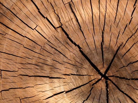 Roll mit Holz - Faszientraining mit Naturmaterialien