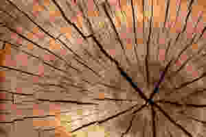 Tree Wood