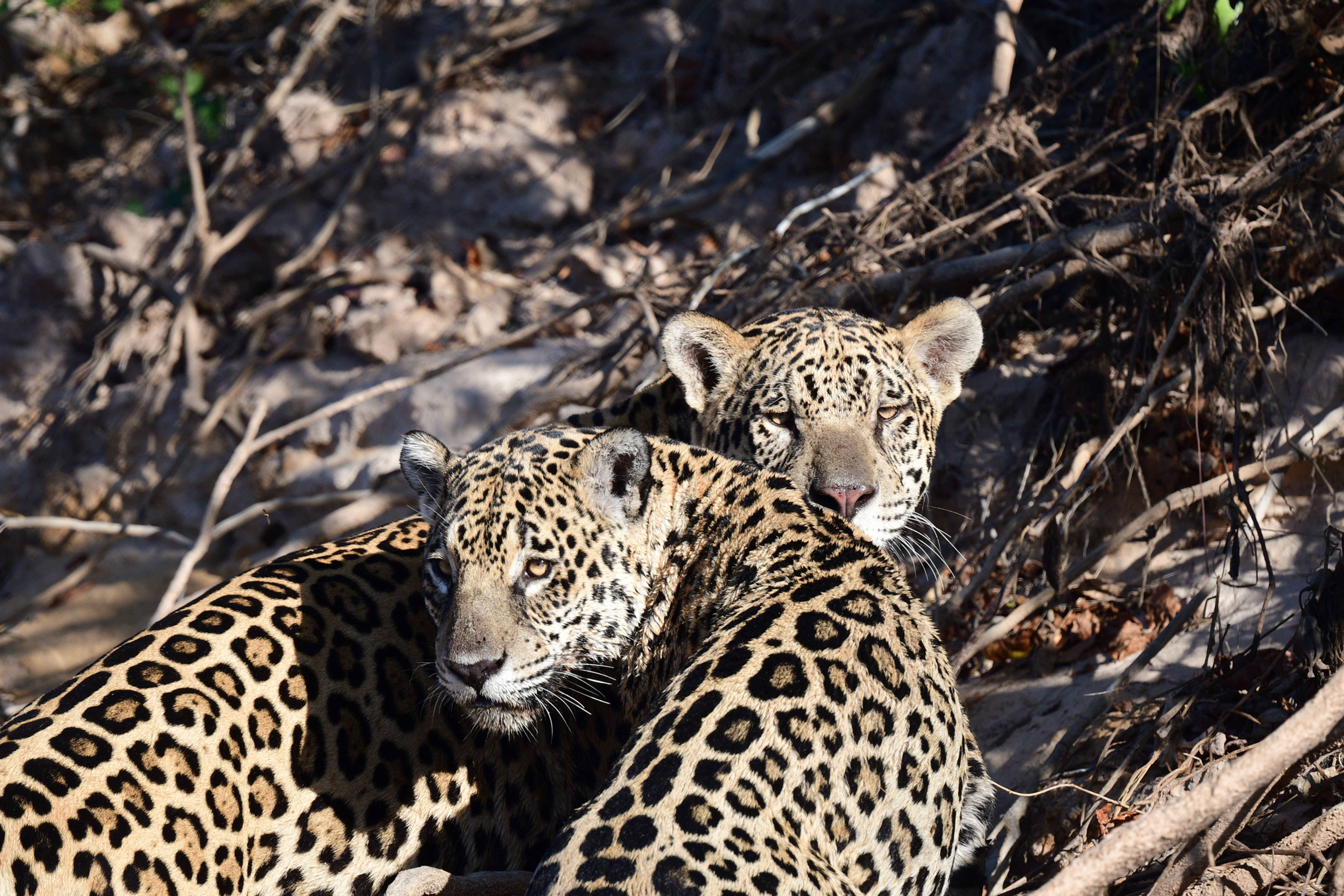 Adote um Jaguar (com doação de US$ 1.250)