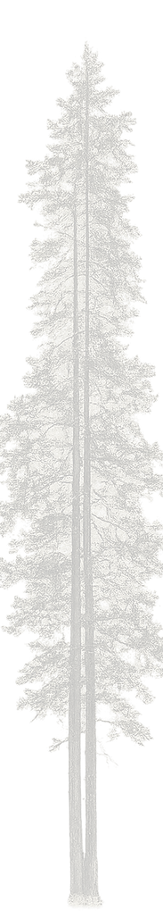 Woodland tree silhouette