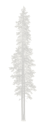Woodland tree silhouette