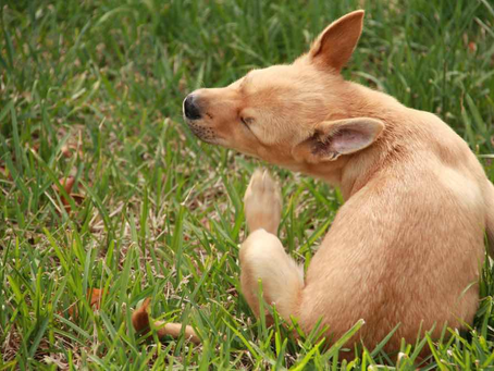 Cuidado con los parásitos en verano