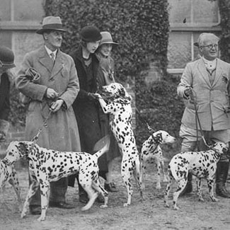 Adquirir un perro ¿con o sin pedigrí?