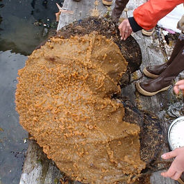 Havnespy, eller japansk sjøpung, er en fremmed art med svært høy risiko i fremmedartlista. Arten legger seg som store tepper på havbunnen, og fortrenger alle andre arter. Dette kan få store konsekvenser for økologien og naturmangfoldet i norske havområder. På bakgrunn av den svært høye risikoen spredning av havnespy utgjør for naturmangfoldet, mener Miljødirektoratet at det kan kreves en del av dem som driver aktivitet som kan spre arten. Før utstyr og båter settes ut i sjøen anbefaler Miljødirektoratet å behandle med antifouling maling for å hindre begroing av havnespy. Mer om saken: Mistenker du havnespy på utstyr som står i sjøen? Her finner du informasjon om hvordan du trygt kan fjerne det og hindre spredning.