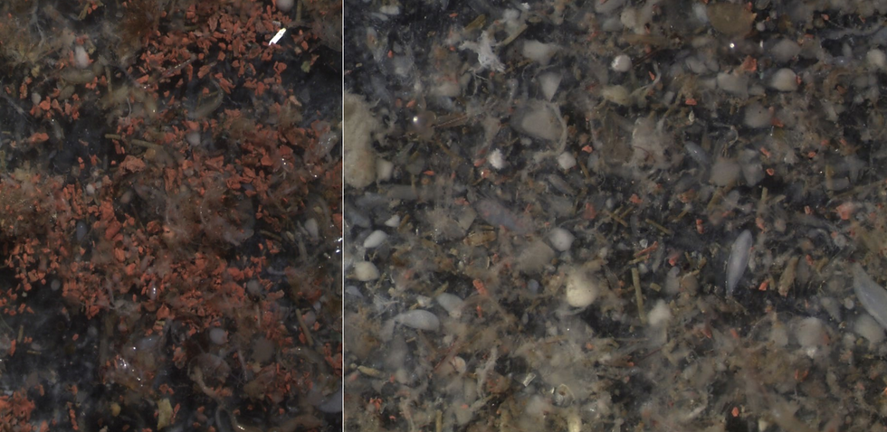 Photo: Trond Einar Isaksen / NORCE, showing how discharges occur when nets are cleaned in the sea. The red clumps are paint residues collected with a hand net inside the cage while high-pressure washing of the net was taking place. This is the type of pollution we must avoid if net impregnation is to be used in a sustainable manner.