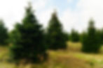 Christmas trees