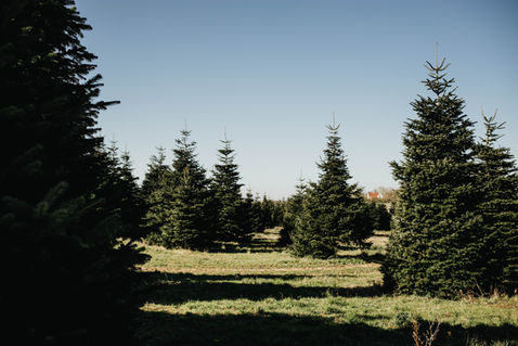 Two Hoots Barn Christmas Tree Field