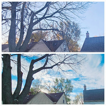 tree trimming by qs outdoor services