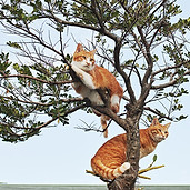 SDQH0691_150dpi_1000pix.jpg
