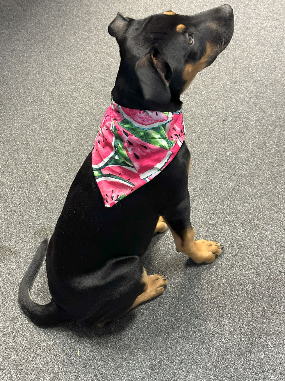 Cut Watermelon Bandanna