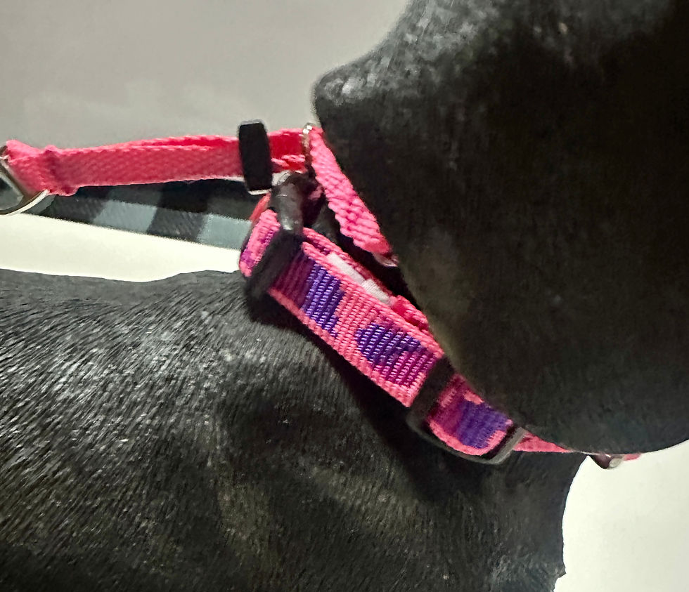 DOG101 Halter - Size 2 - Pink Bone Camo/Pink Nose