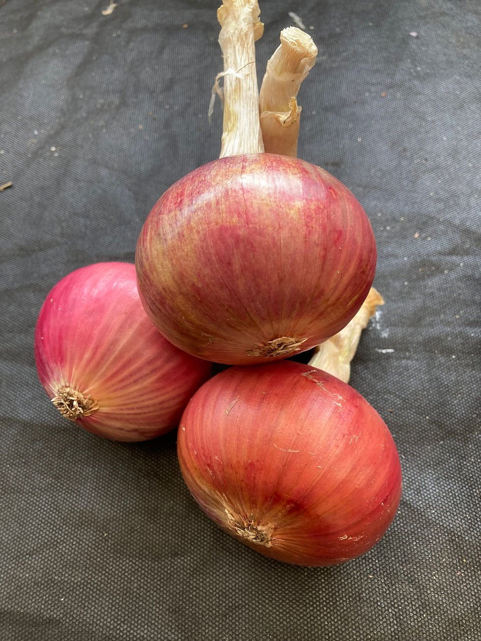 PINK ONION