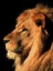 lion.gif
