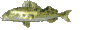 gold 9.gif