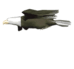eagle.gif