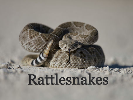 Rattlesnakes: Don’t Get Hiss-terical!