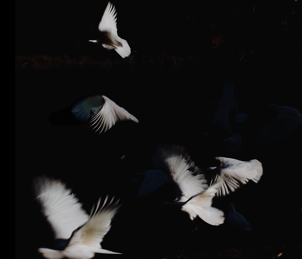 Parrots by Albert Salim.jpeg