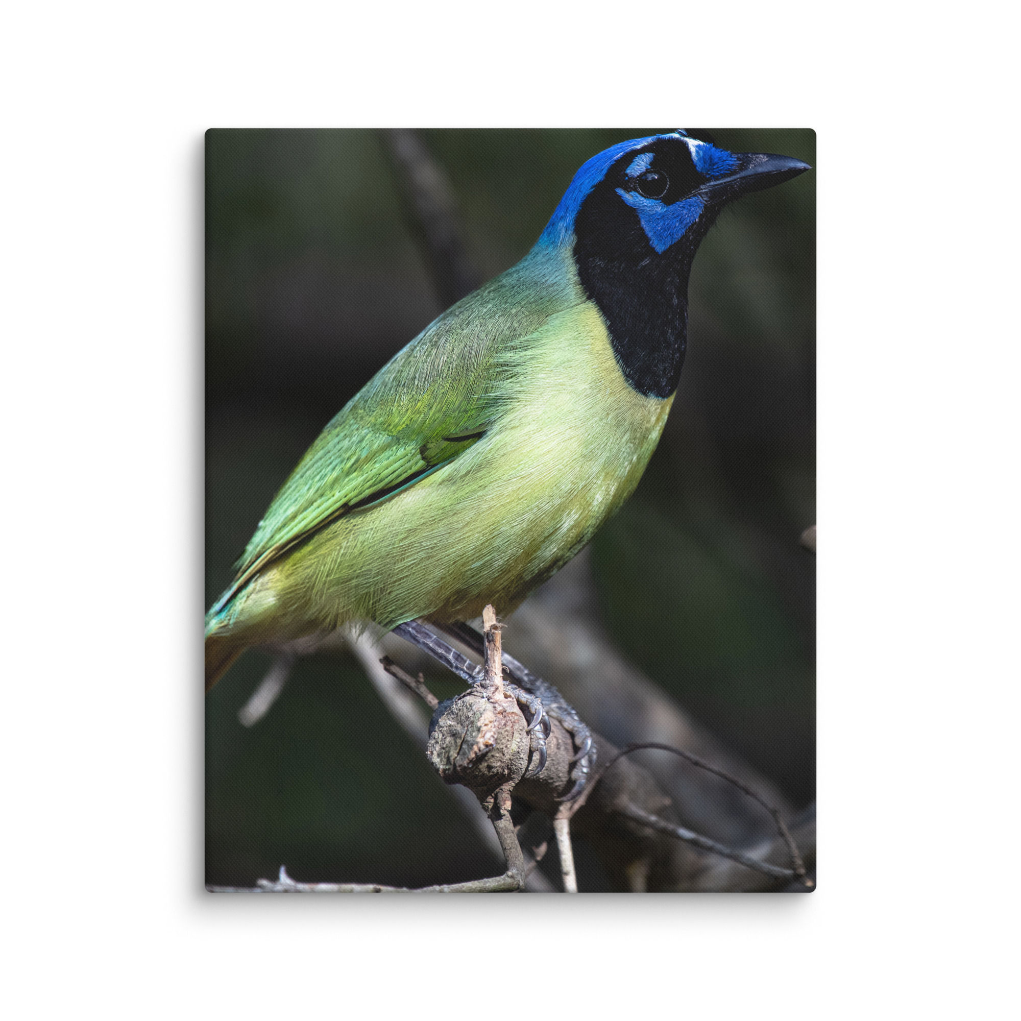 Green Jay Posing