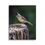 Thumbnail: Tufted Titmouse