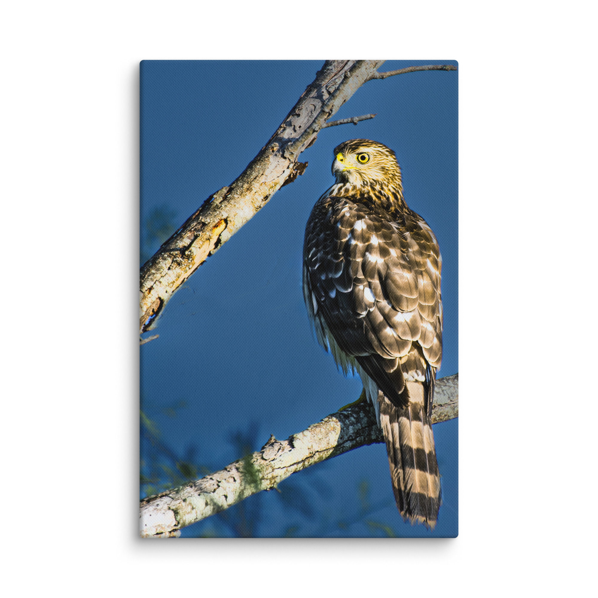 Cooper's Hawk