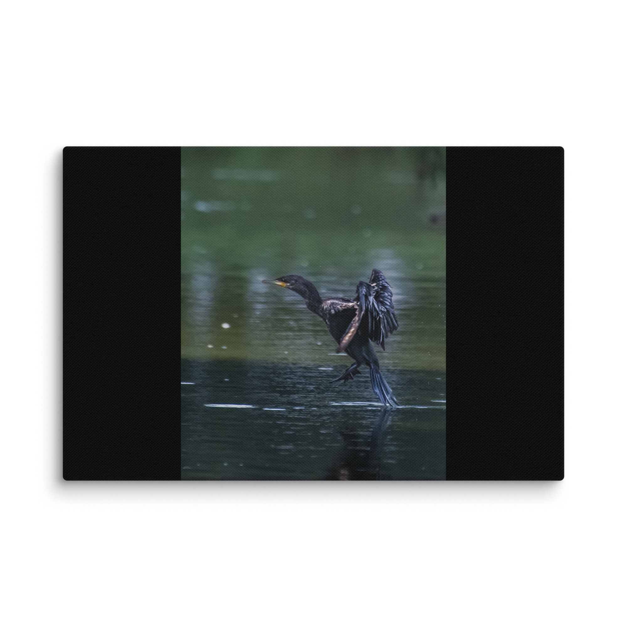 Cormorant Landing