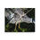 Thumbnail: Adult Yellow-crowned Night Heron