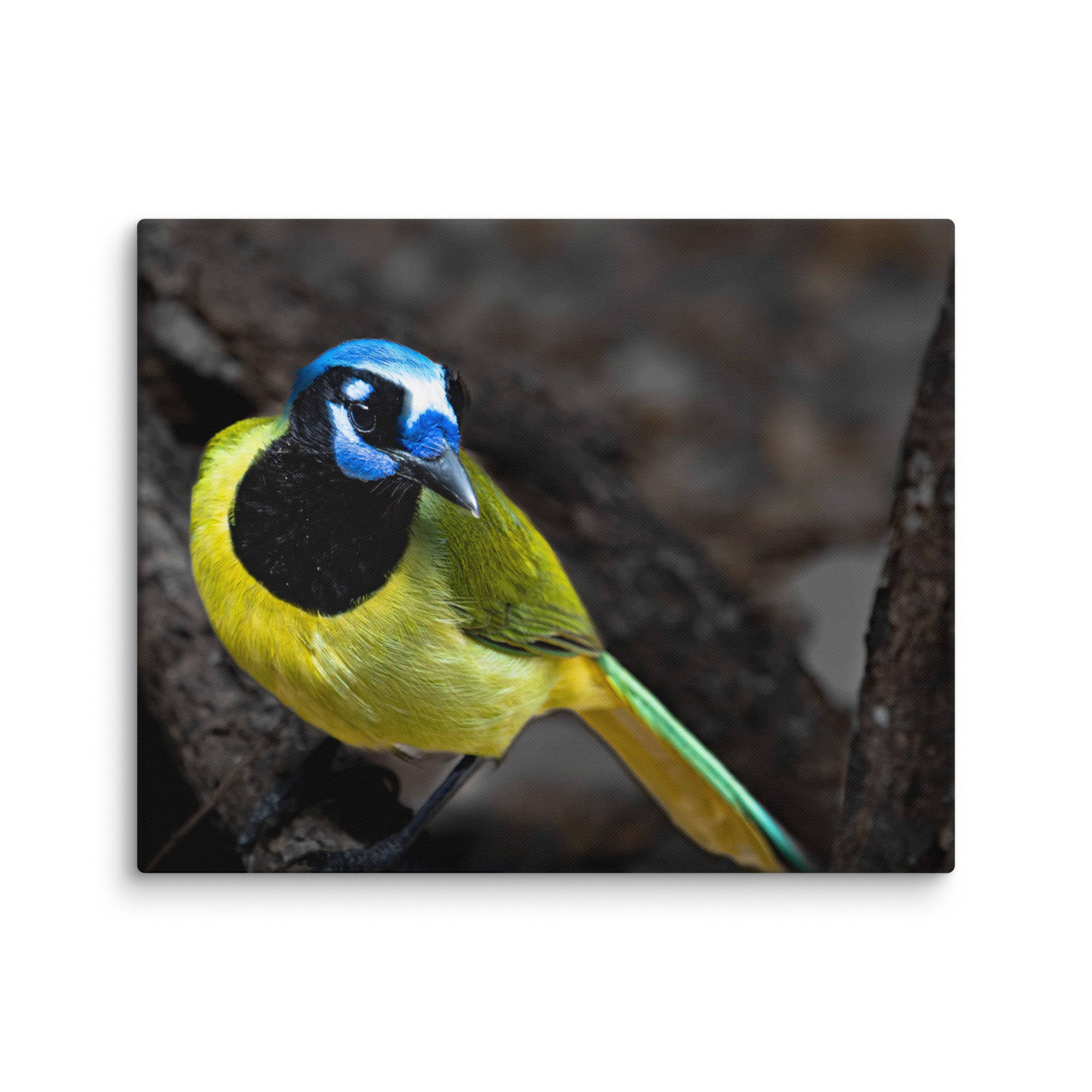 Colorful Green Jay