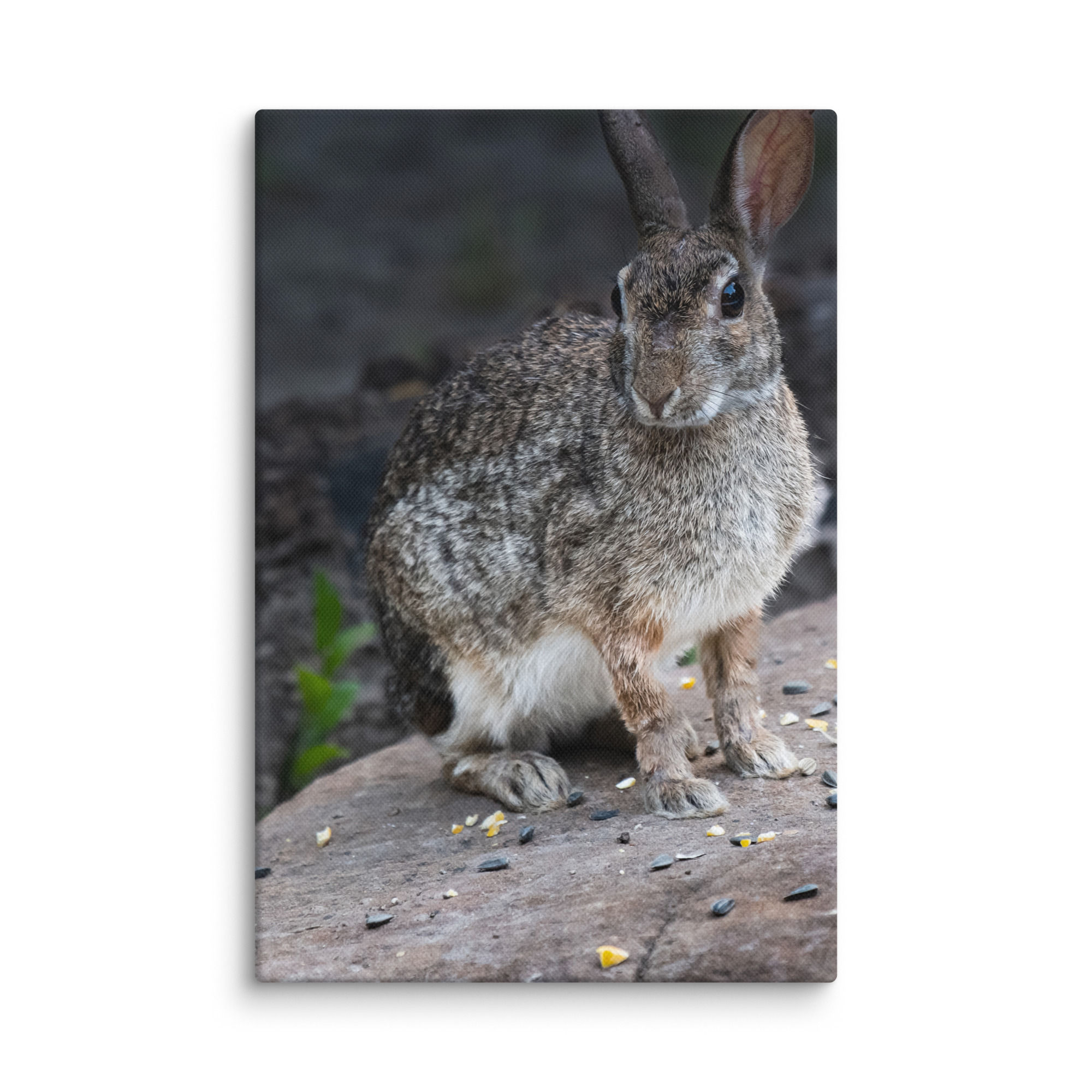 Cottontail Rabbit