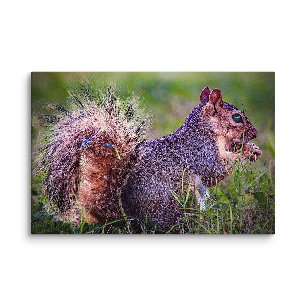 Squirrel with Flowers