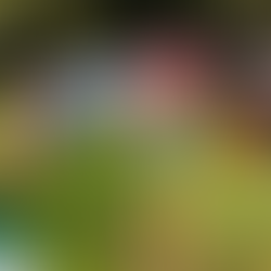 Cultivating Ulu | 100% Kona Gesha